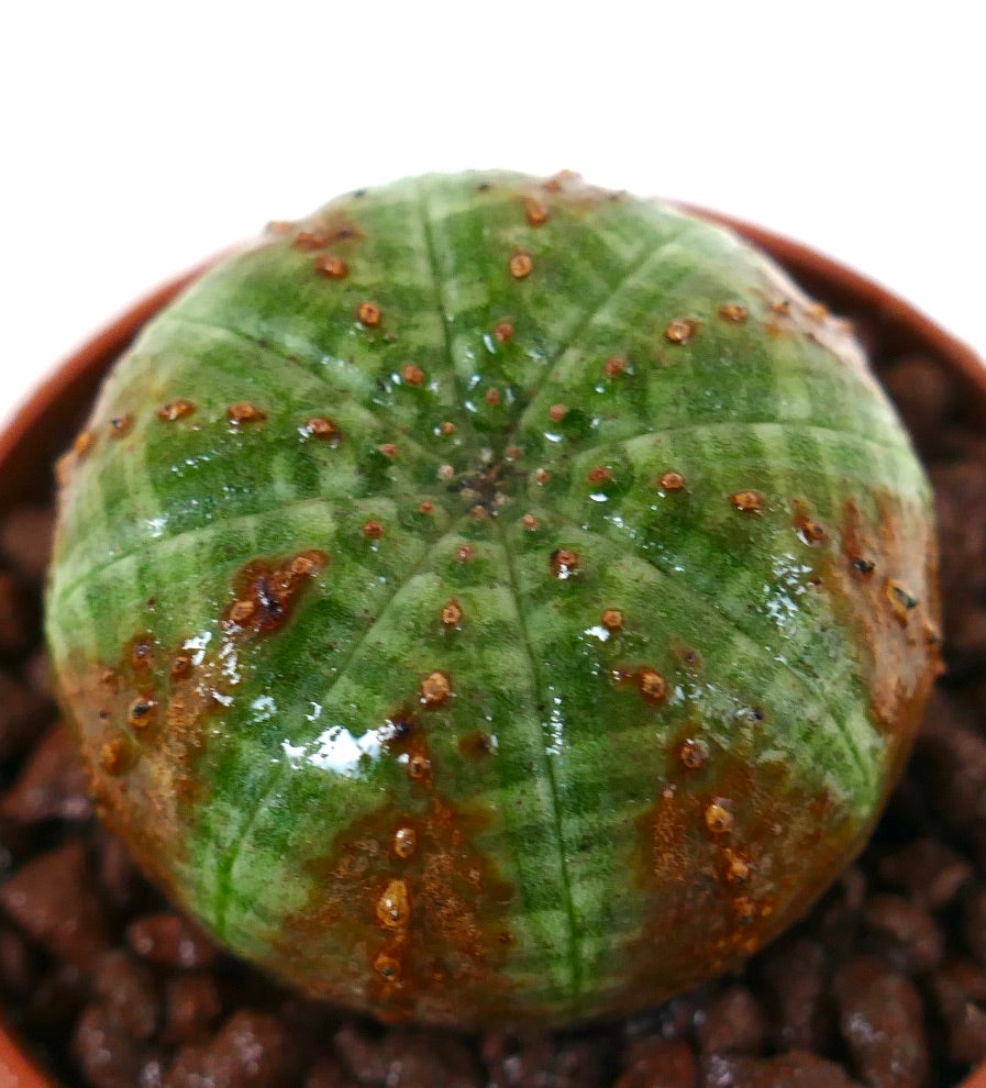 유포르비아 오베사 다육식물, 둥글고 갈비 모양의 초록색 몸체와 갈색 질감 반점