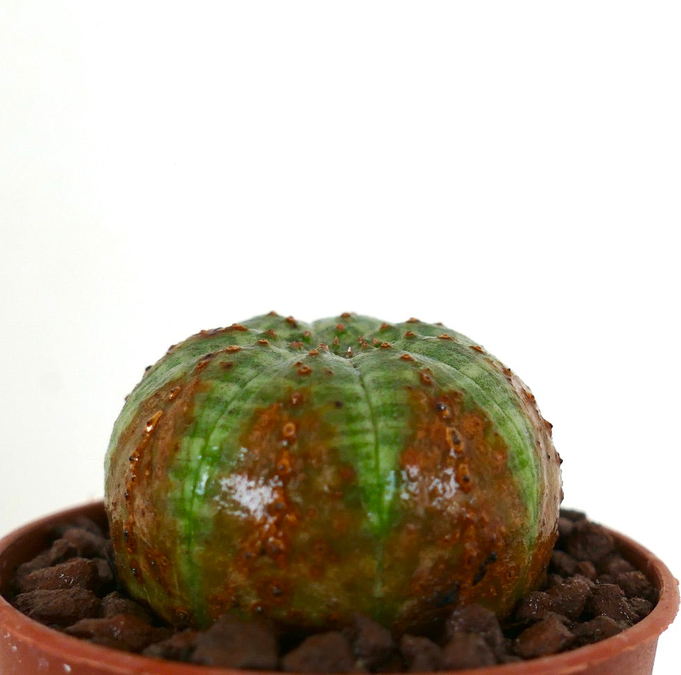 유포르비아 오베사 다육식물, 둥글고 골이 진 몸체와 갈색 얼룩 무늬가 있는 화분 포함