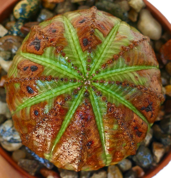 Toppvisning av Euphorbia obesa som viser dens avrundede kropp med grønne ribber og store rødbrune flekker langs segmentene.