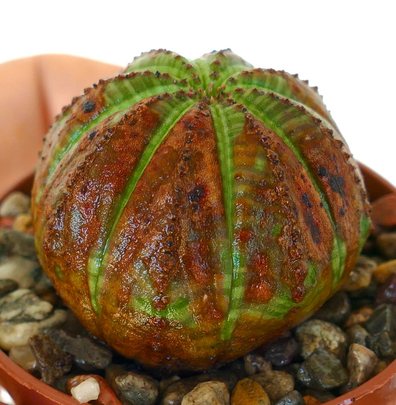 Sidevisning av Euphorbia obesa-kaktus, som viser ribbede segmenter med distinkte rødbrune merker og grønne striper.
