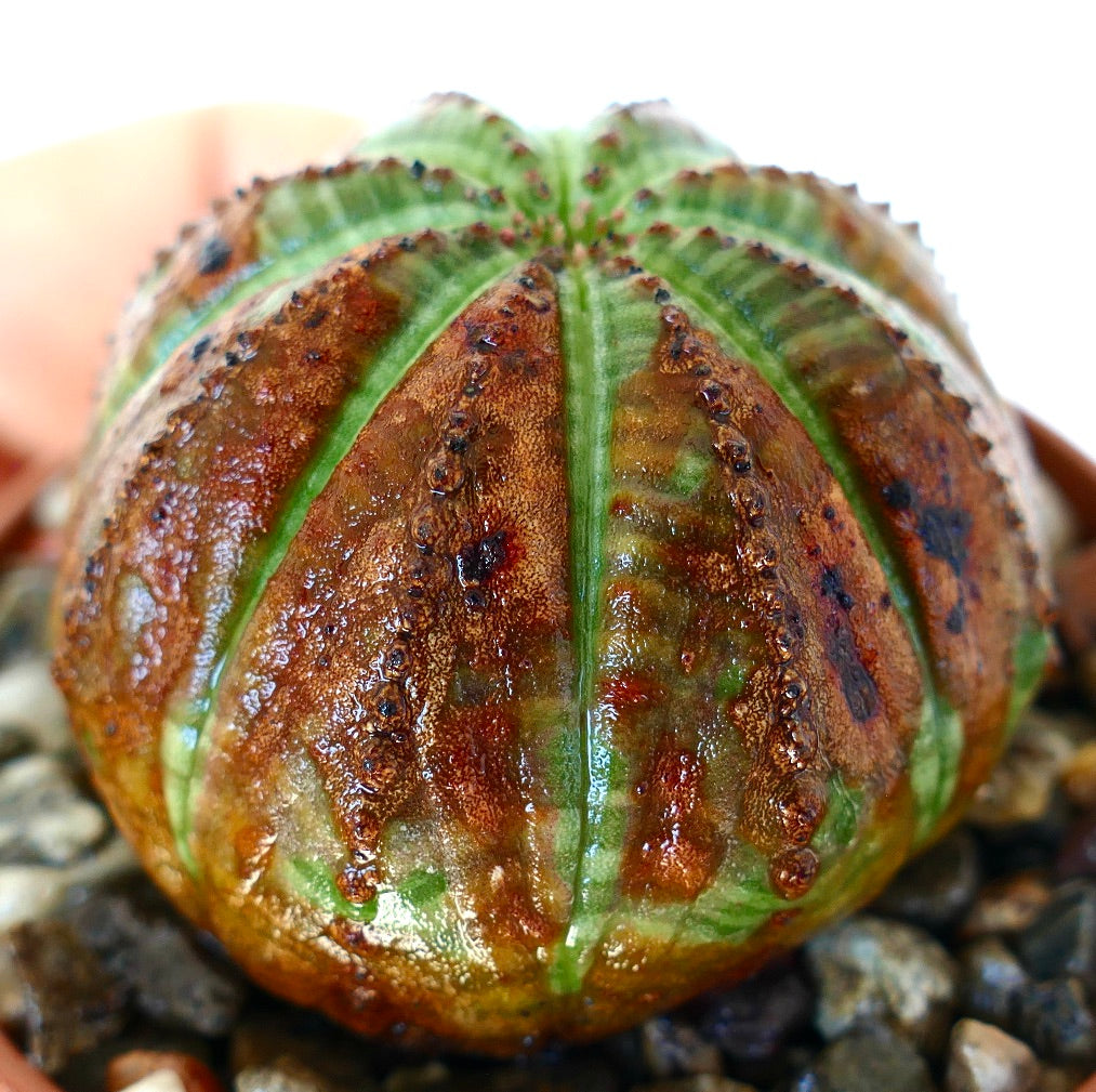 Nærbilde av Euphorbia obesa i en potte, med vekt på de avrundede ribbene med en teksturert overflate i grønne og bronsetoner.