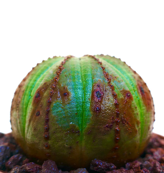 Euphorbia obesa succulent with rounded shape and green-brown textured surface