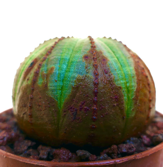 Euphorbia obesa succulent cactus with rounded shape and green-brown textured surface