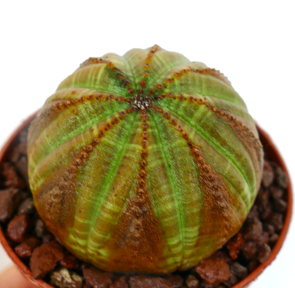Euphorbia obesa sukkulent kaktus med grønn og brun ribbet rund kropp i potte