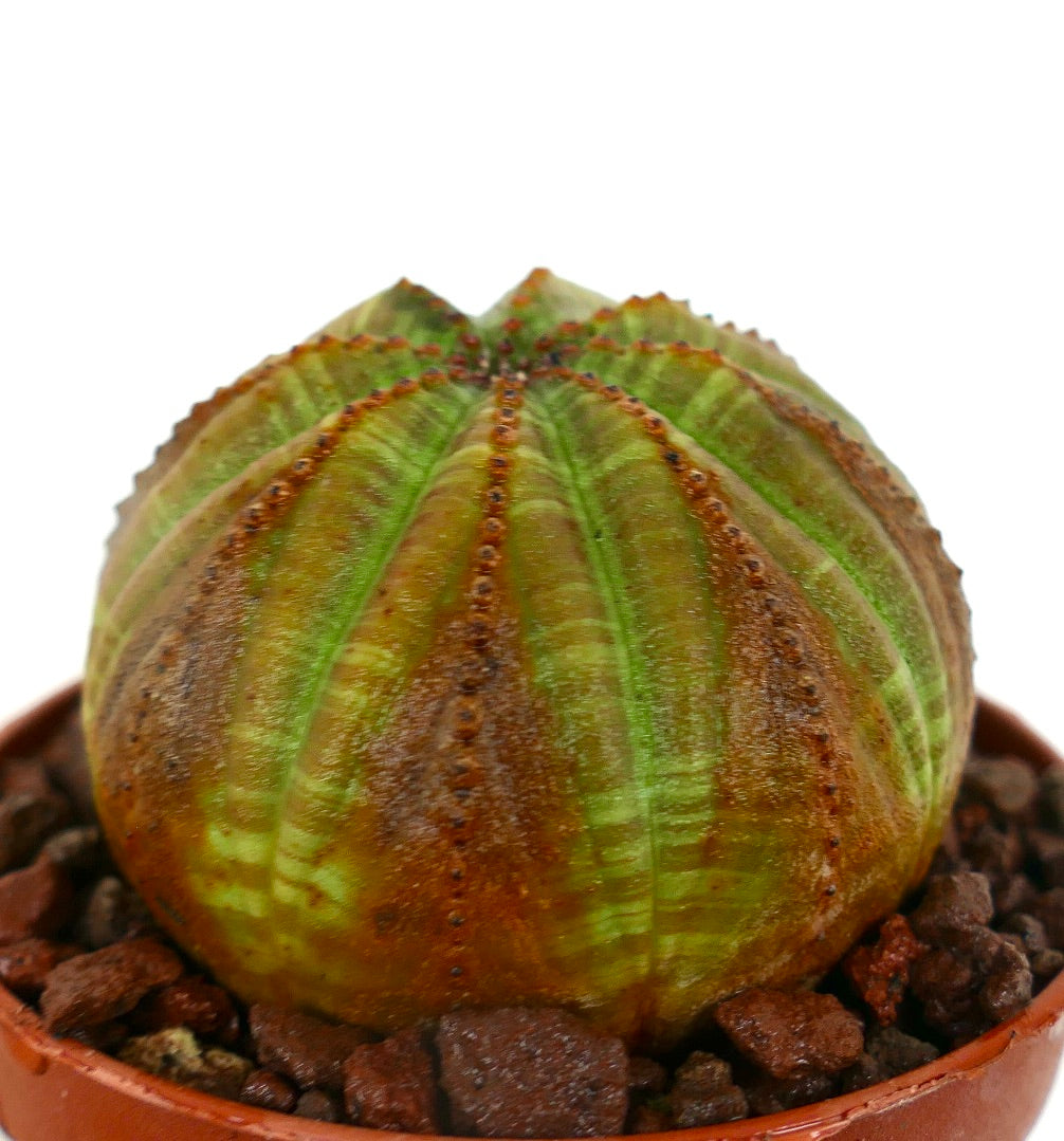 Euphorbia obesa sukkulent med rundet ribbet kropp og brungrønn farge i potte