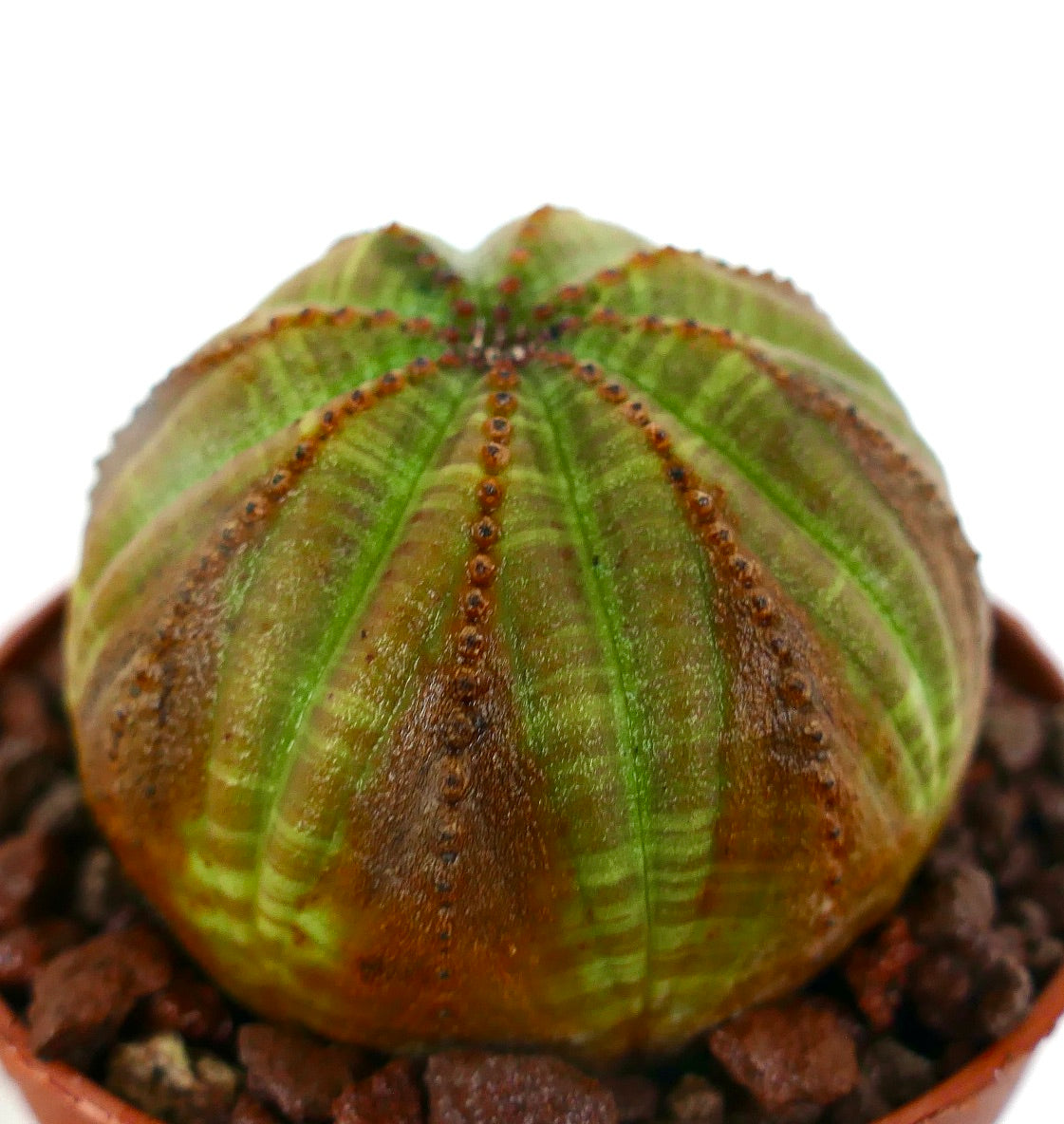 Euphorbia obesa sukkulent med rundet, ribbet kropp og brune teksturerte merker