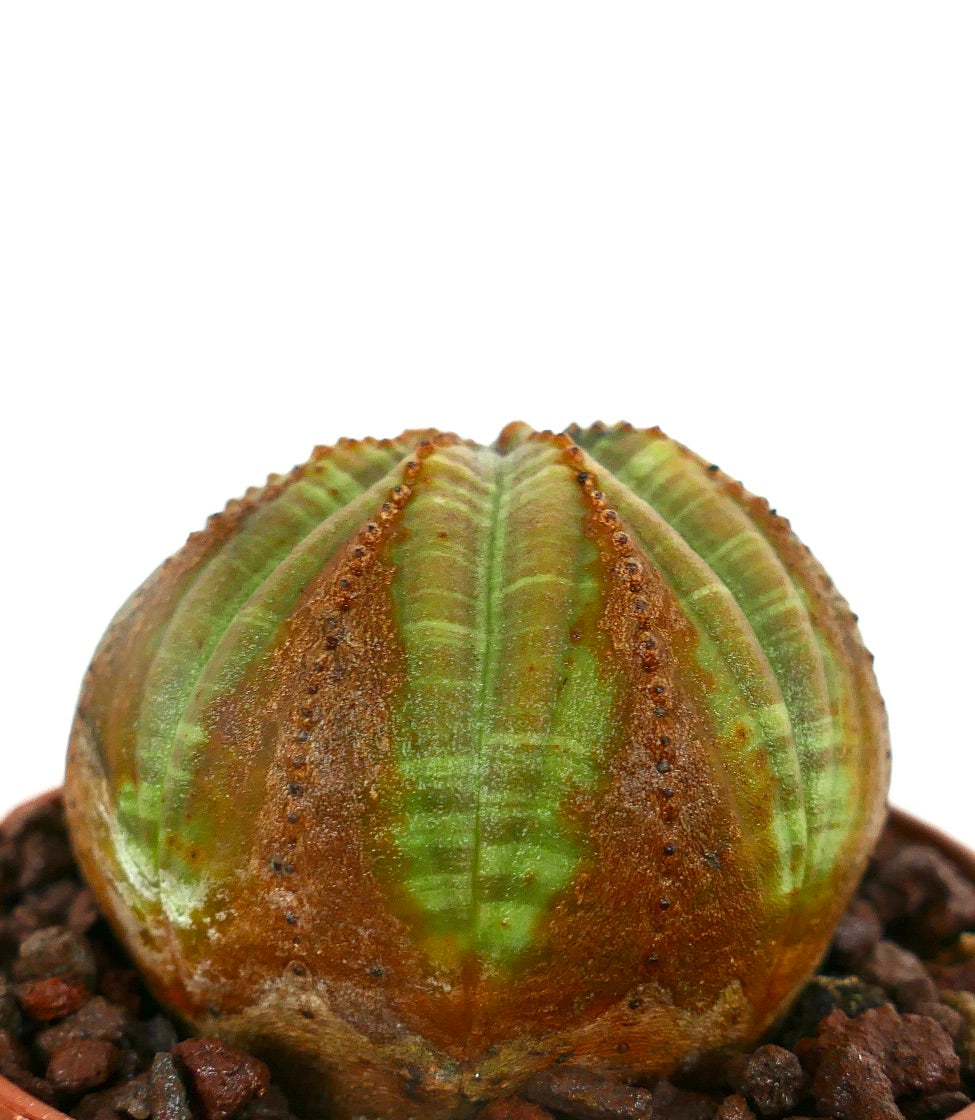 Euphorbia obesa sukkulent med avrundede ribber og brune pil-lignende merker i potte
