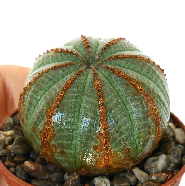 EuphorbiaobesaGREENWITHBROWNLI