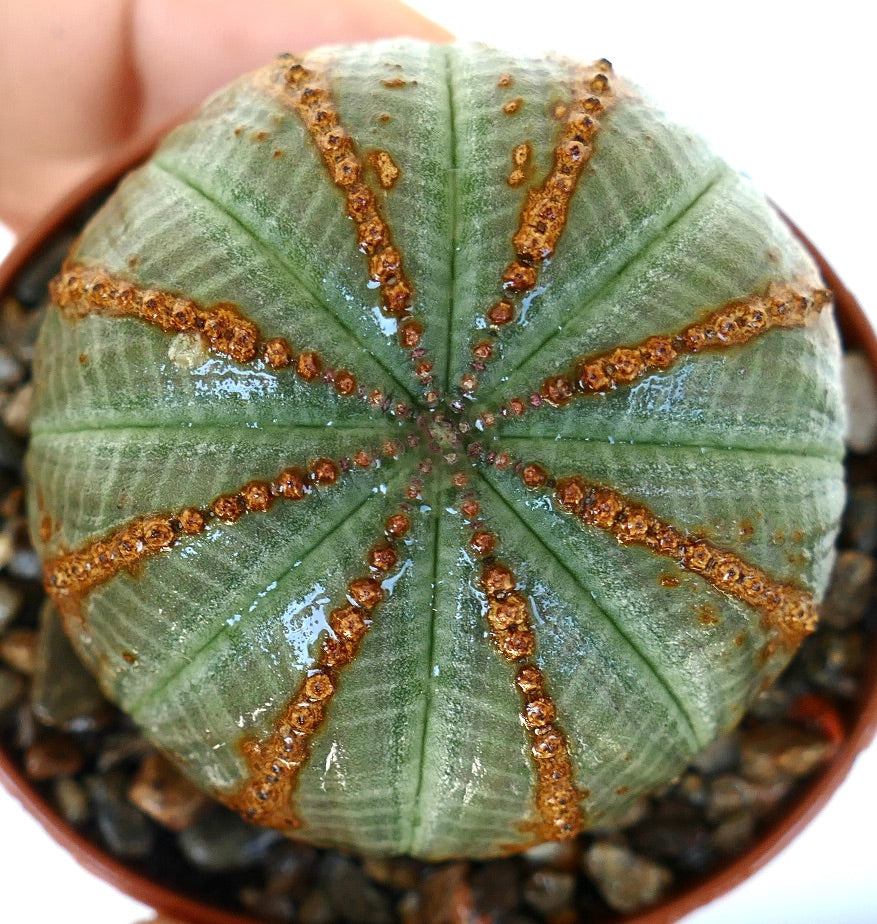 ユーフォルビア・オベサ | Botanical Archive | ユニークな多肉植物の球体