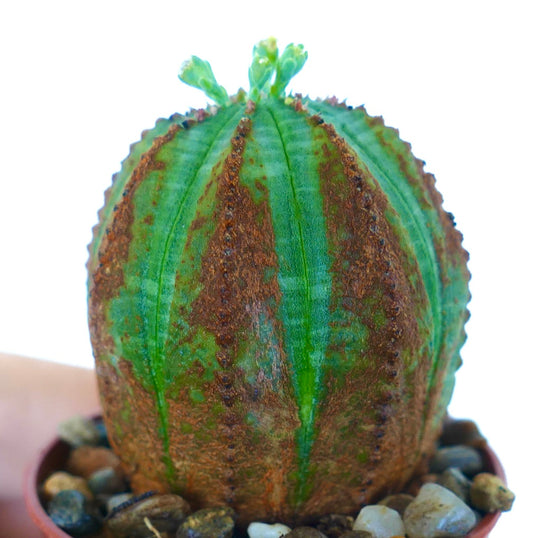 Sjeldent Euphorbia obesa GRØNN MED BRUNE MERKER sukkulent, ribbet og sylinderformet med lys grønn hud dekket av brune flekkmønstre, med ny vekst som spirer på toppen, plantet i steinete jord.