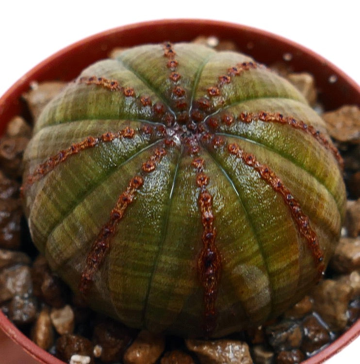 Euphorbia obesa vetplant met een afgerond geribd lichaam en bruine textuurmarkeringen op de ribben