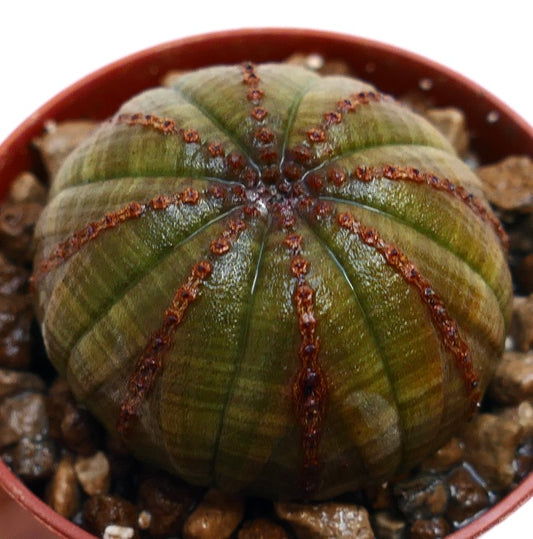 Euphorbia obesa sukkulent med rund, ribbet kropp og brune teksturerte merker på ribbene