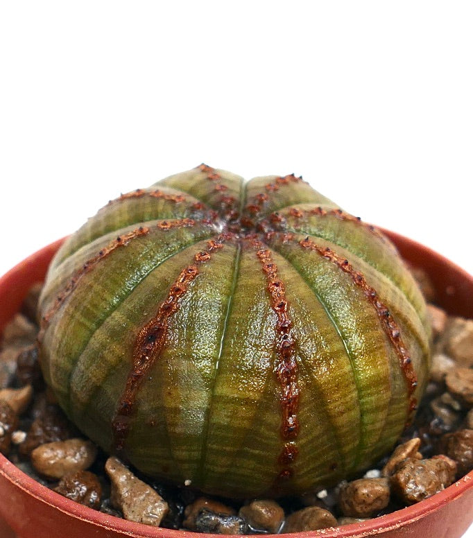 Euphorbia obesa vetplant cactus met een afgerond geribd lichaam en bruine gestructureerde markeringen
