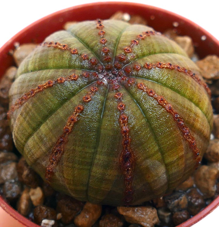 Euphorbia obesa vetplant met een afgerond geribbeld lichaam en bruine areoolmarkeringen in pot