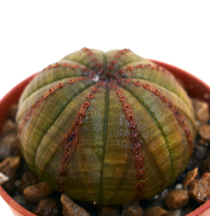 Euphorbia obesa vetplant met een afgerond geribbeld lichaam en bruine, getextureerde tekeningen