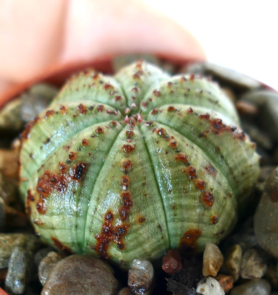 Nærbilde av Euphorbia obesa grønn form succulente i en potte med grus, som viser den avrundede ribbede kroppen, lysegrønn hud og spredte brune flekker langs ribbene.