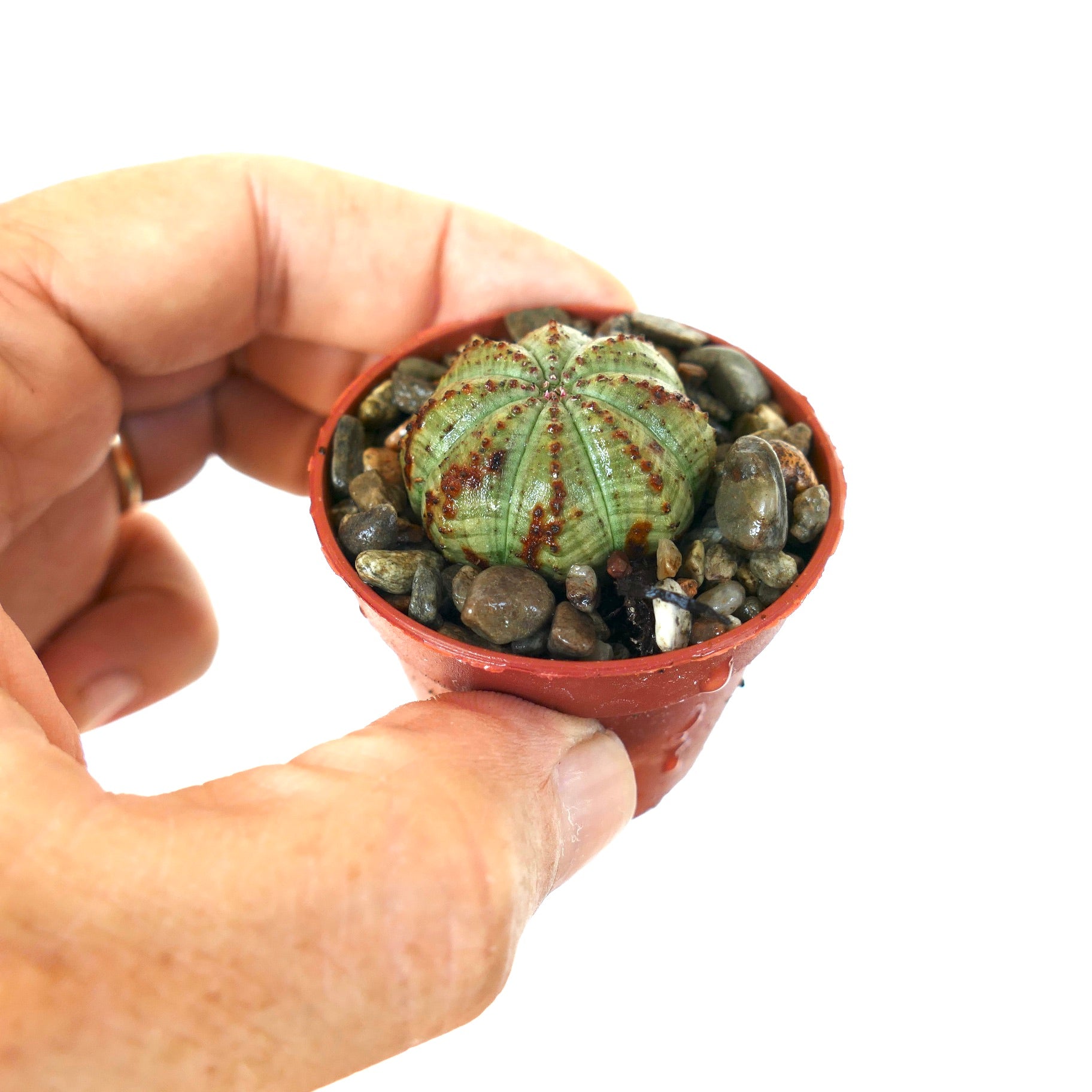 Euphorbia obesa grønn form holdt i hånden, en liten sfærisk sukulent med ribbede segmenter, blek grønn farge og rødbrune flekkete knuter, plantet i en rød potte.
