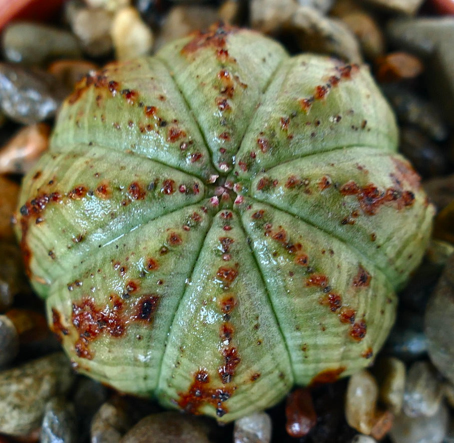 Toppvisning av Euphorbia obesa grønnsfarge, som viser dens symmetriske ribbede kuleform med lys grønn hud, mørke flekkete partier og prikkete knoller.