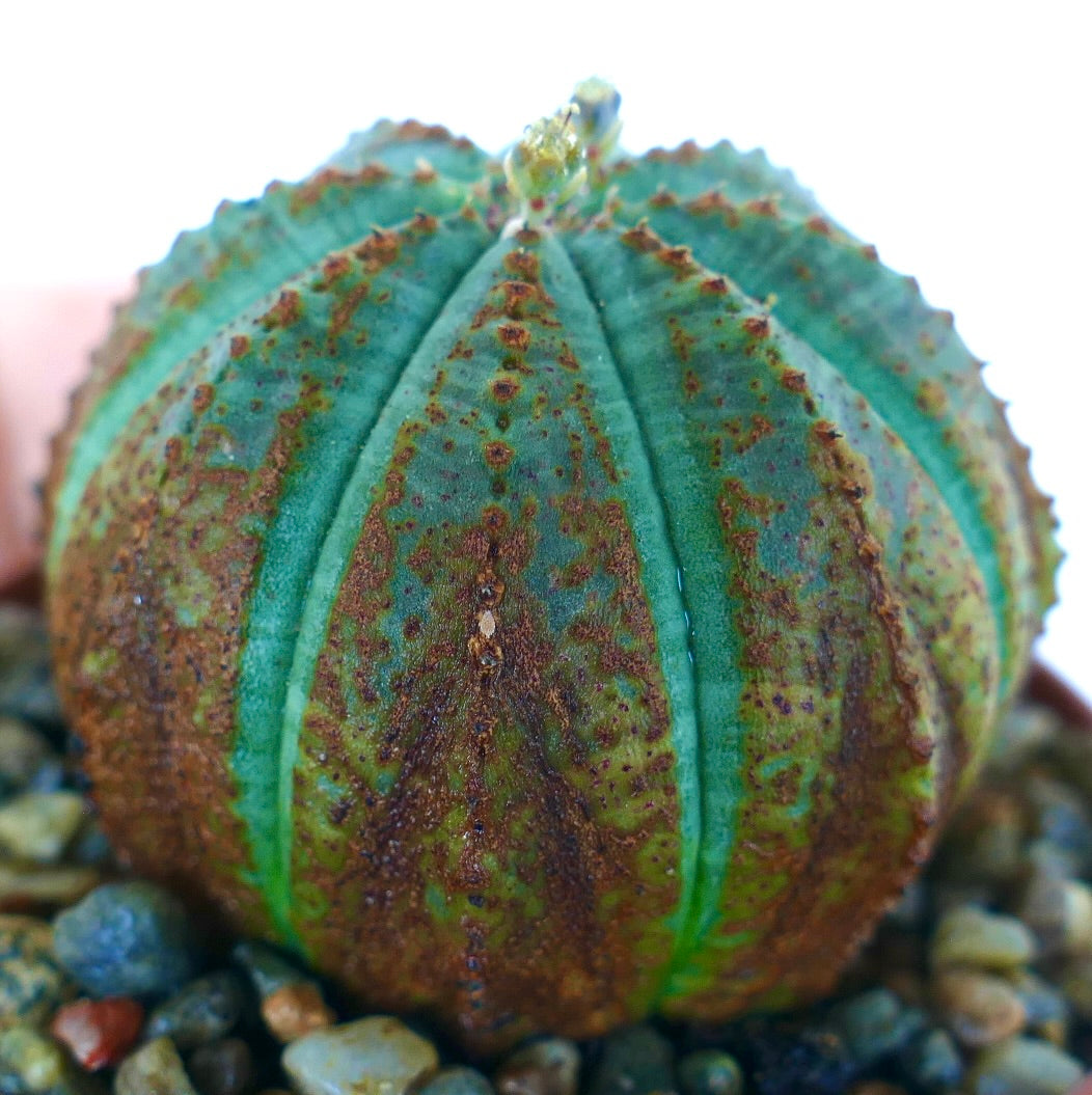 Euphorbia obesa sukkulent, sfærisk grønn kropp med ribbete segmenter, dekket av gyllenbrune flekker og teksturerte åser, dyrket i en potte med grussubstrat.