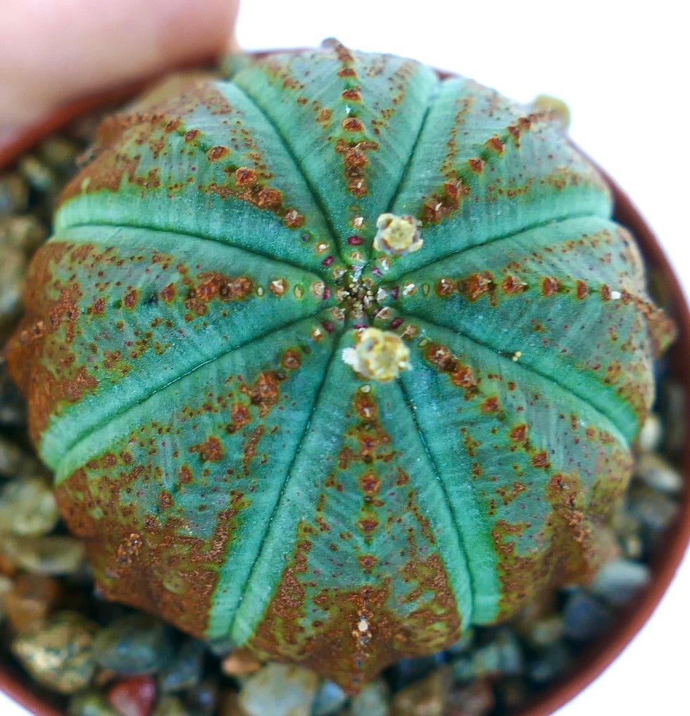 Toppvisning av Euphorbia obesa, kaktuslignende sukkulent, grønn rund form med radiære ribber og gyllenbrune flekkete merker, som viser små blomstknopper på toppen.