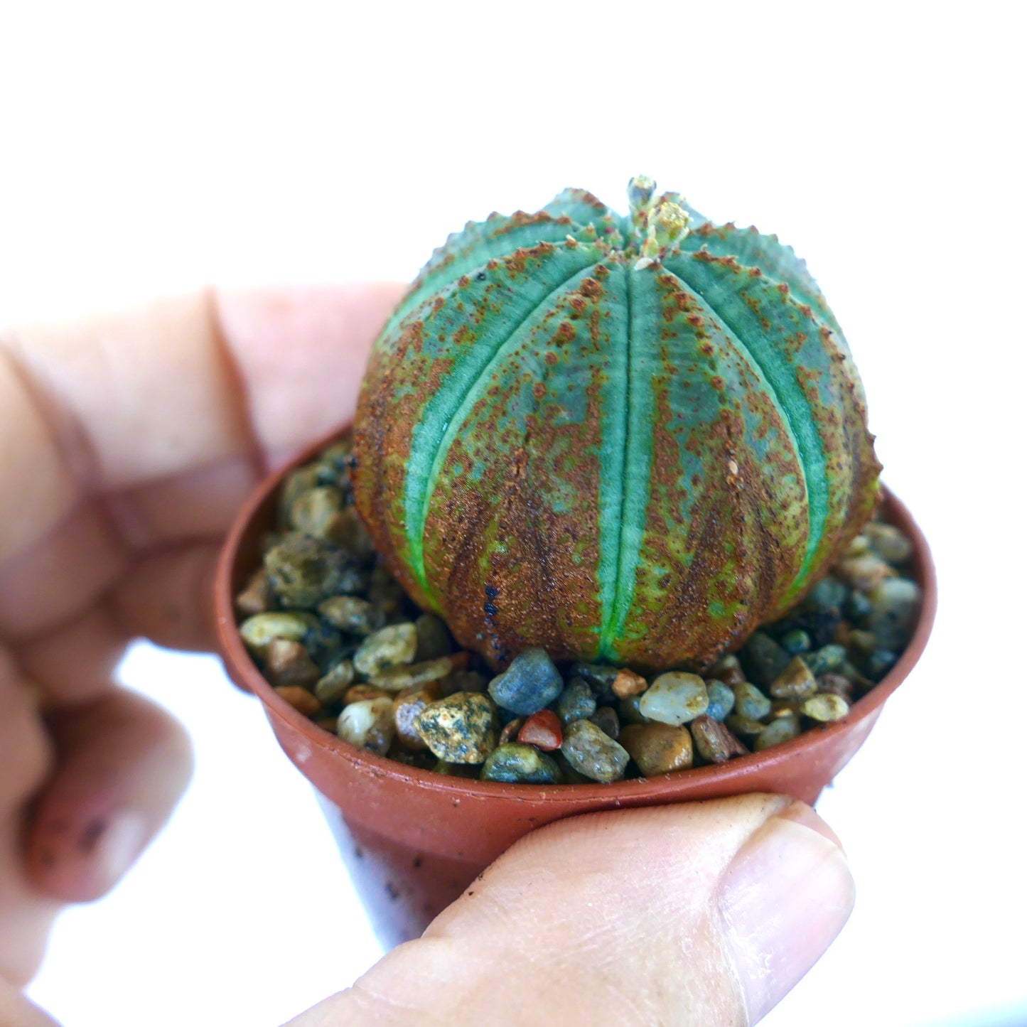 Hånd som holder en potte med Euphorbia obesa, en ballformet grønn sukkulent med vertikale ribber, gyllenbrune flekker og teksturert overflate, plantet i steinete jord.