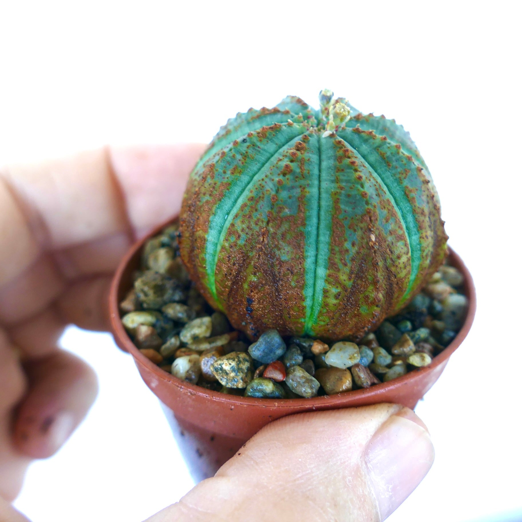 Hånd som holder en potte med Euphorbia obesa, en ballformet grønn sukkulent med vertikale ribber, gyllenbrune flekker og teksturert overflate, plantet i steinete jord.