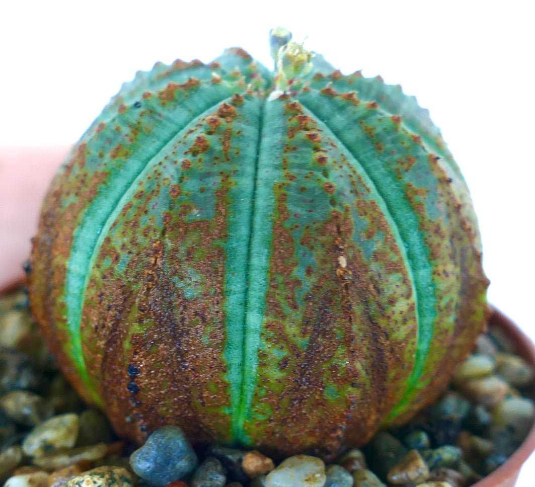 Nærbilde fra siden av Euphorbia obesa-sukkulent, grønn ribbet kropp med gyllenbrune flekker og små blomsterknopper på toppen, vist i en terrakottakrukke med småstein.