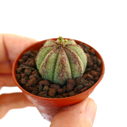 Euphorbia obesa small succulent with green and brown spotted ridges in pot