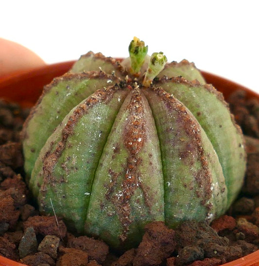 Euphorbia obesa succulent cactus with green body and brown spotted ridges in pot
