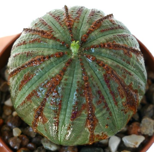 Euphorbia obesa-kaktus i en potte, som viser sin sfæriske ribbede kropp med grønne og brune toner og et lite nytt skudd på toppen.