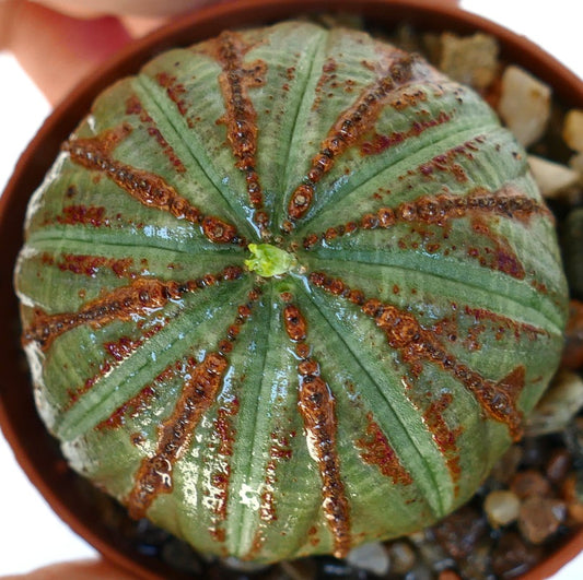 Toppvisning av Euphorbia obesa med tydelige vertikale ribber, brune merker langs åsene, og en liten grønn vekst i midten.