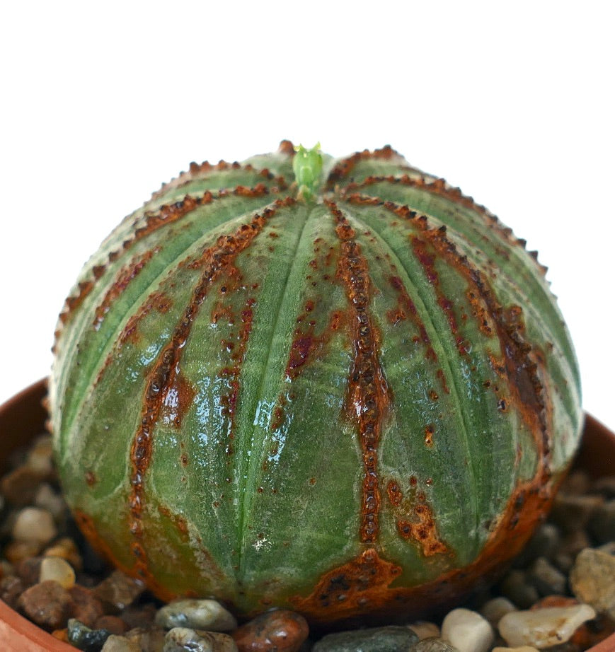 Vista laterale di Euphorbia obesa in vaso, che mostra la sua forma rotonda e costolata con strisce maculate verde e marrone e un germoglio fresco sulla cima.