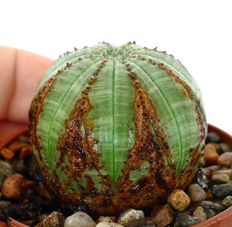 幅10cmオーバー　ユーフォルビア　オベサ　ヴィンテージ ユーフォルビア コレクション | Botanical Archive | ご覧