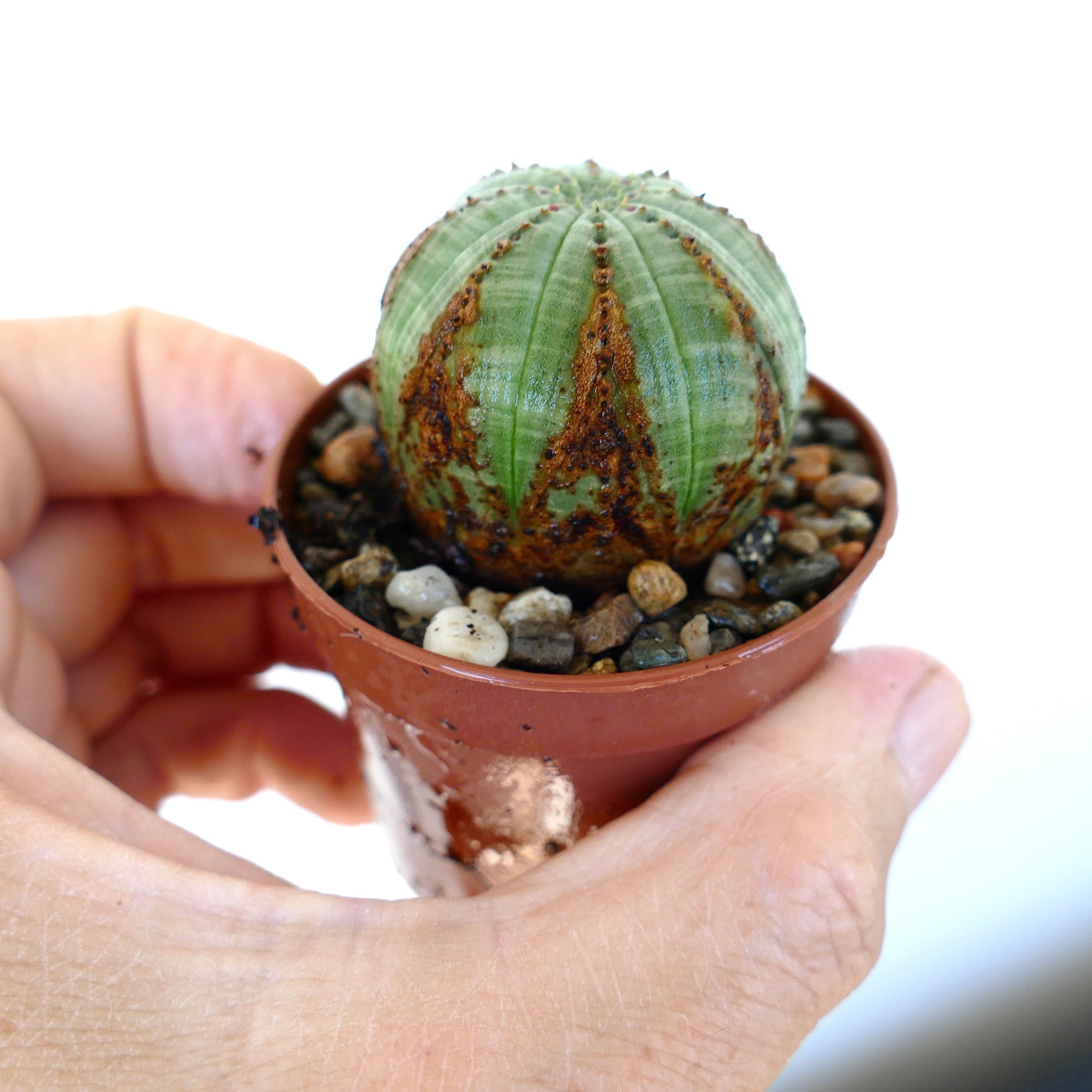 幅10cmオーバー　ユーフォルビア　オベサ　ヴィンテージ ユーフォルビア コレクション | Botanical Archive | ご覧