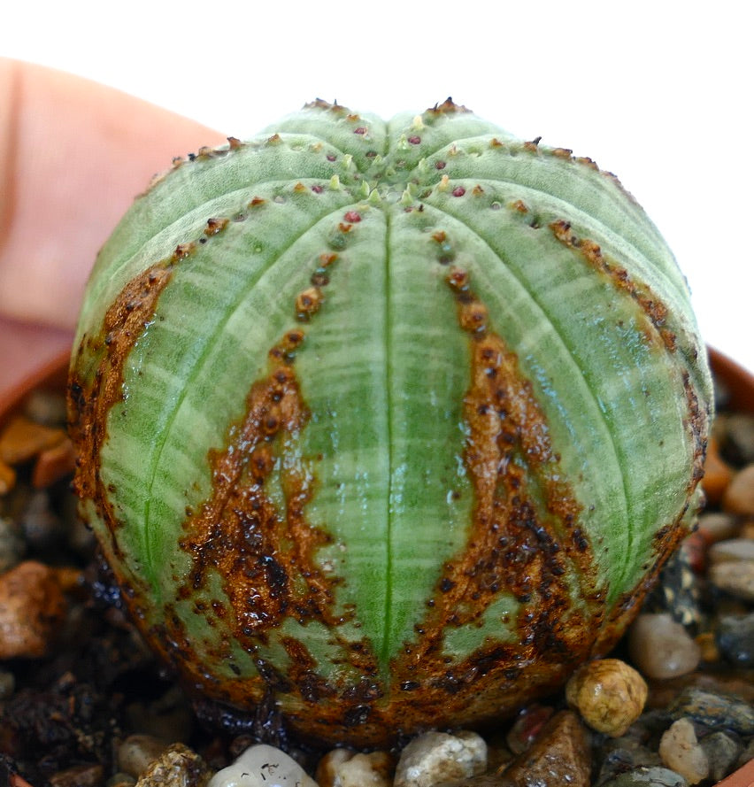 ユーフォルビア・オベサ | Botanical Archive | ユニークで希少な発見