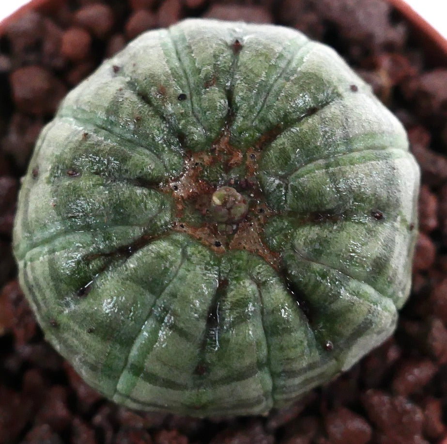 Euphorbia obesa sukkulent med avrundet, ribbet kropp og liten vekst på toppen i jord