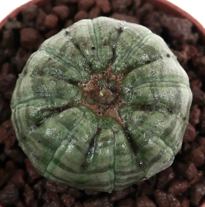Euphorbia obesa sukkulent med rund, ribbet kropp og subtile grønne striper