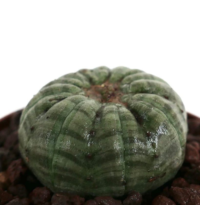 Euphorbia obesa sukkulent med avrundet ribbet kropp og subtile grønne striper