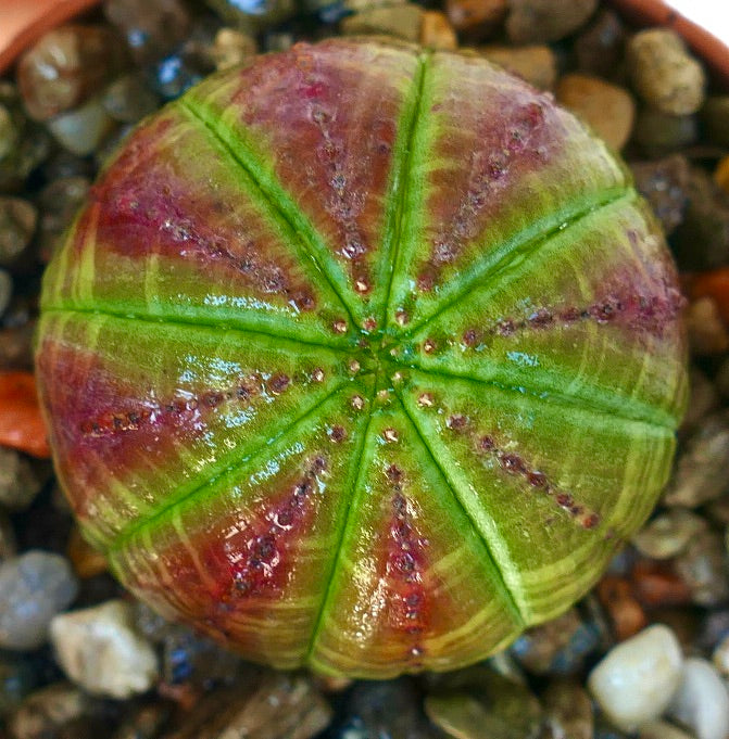 Toppvisning av Euphorbia obesa i en potte, som viser dens runde ribbede kropp med lysegrønne segmenter og uregelmessige rød-lilla flekker.
