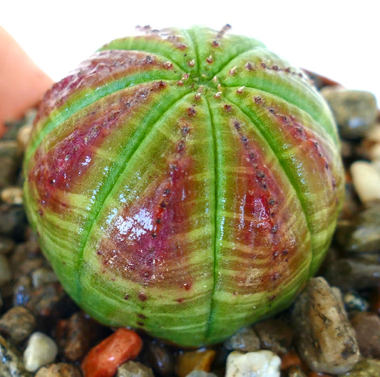 Euphorbia obesa fotografert fra siden, med sine sfæriske grønne ribber dekket av store rødlilla områder og fine prikkete teksturer.