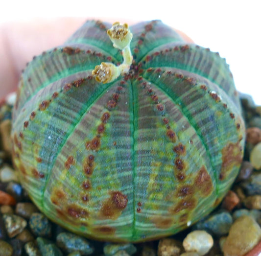 ユーフォルビア・オベサ 多肉植物、球状の緑色の体に肋状のセグメントと散在する茶色の斑点があり、クラウン部分に小さな花を咲かせています。砂利の基質を使用した鉢で育てられています。