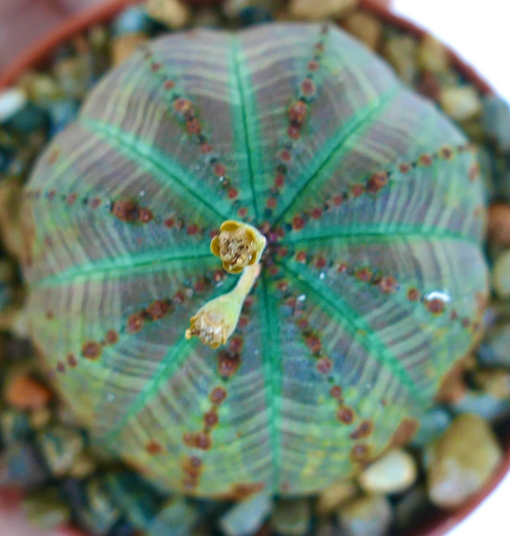 Top view of Euphorbia obesa ball-shaped succulent, green ribbed body with brown patches and flower stalks at the apex, planted in rocky soil.