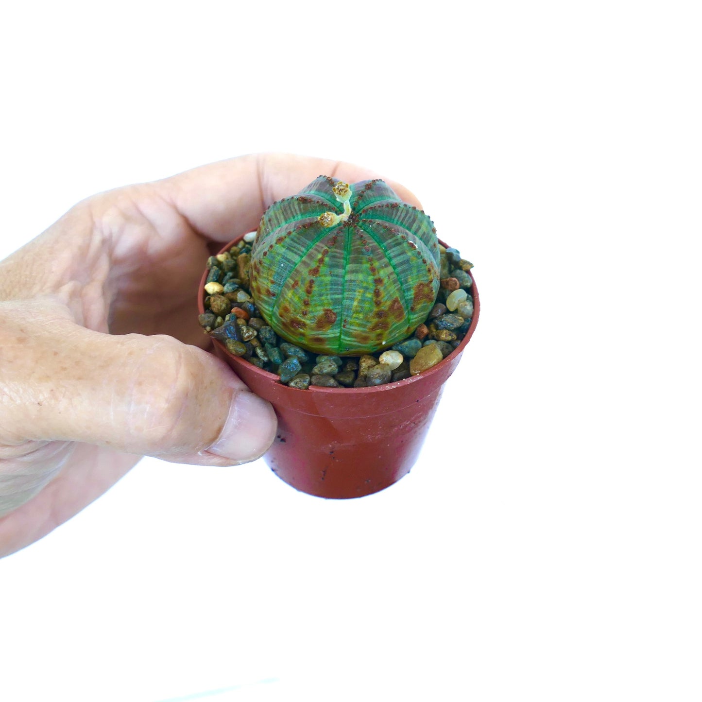 Hand holding a potted Euphorbia obesa, small spherical green succulent with ribbed segments and brown spots, grown in a red plastic pot with gravel.