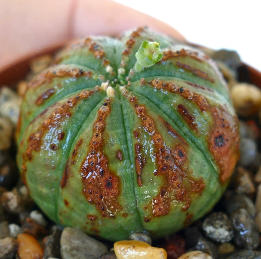 Euphorbia obesa-kaktus i en potte, som viser sin avrundede, ribbede kropp med grønne og brune markeringer og et lite skudd som vokser ut fra toppen.