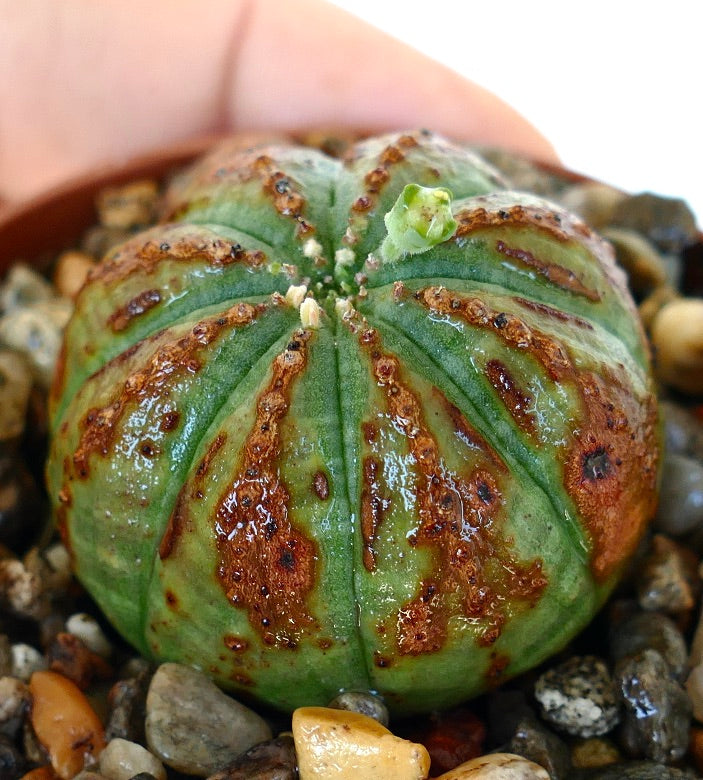 Nærbilde av sukkulenten Euphorbia obesa, som fremhever dens sfæriske ribbete form med rødbrune flekker og en ny vekst på toppen.