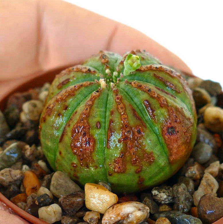 Sidevisning av Euphorbia obesa i en potte, som viser dens kuppelformede grønne kropp med brune riller og et friskt skudd på toppen.