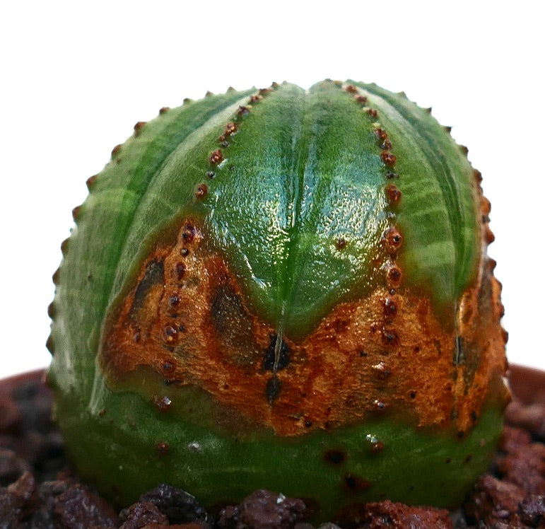 Euphorbia obesa succulent with rounded shape and distinctive brown markings on green surface