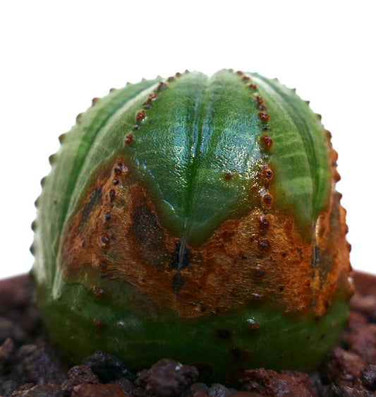 Euphorbia obesa succulent cactus with rounded shape and distinct brown markings on green body