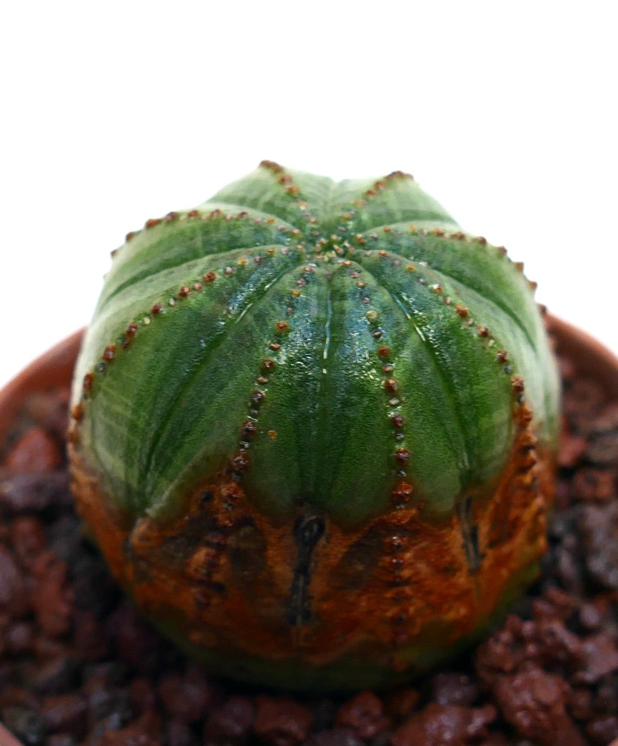 Euphorbia obesa succulent cactus with rounded shape and textured green and brown surface