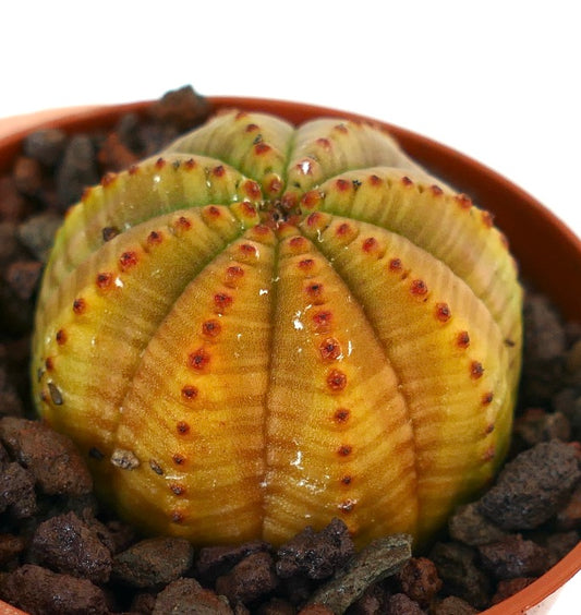 Euphorbia obesa succulent with rounded ribbed body and small reddish tubercles in pot